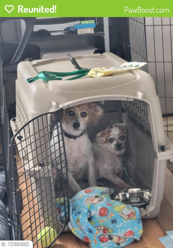 Reunited Female Dog last seen Monica Parkway and Prudence dr, Sarasota, FL 34237