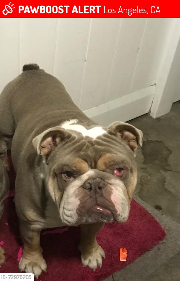 Lost Female Dog last seen Sherman way and lankershim , Los Angeles, CA 91605