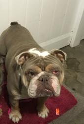 Lost Female Dog last seen Sherman way and lankershim , Los Angeles, CA 91605