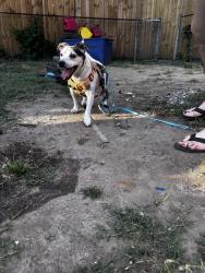 Found/Stray Male Dog last seen Northside Middle School, Norfolk, VA 23503