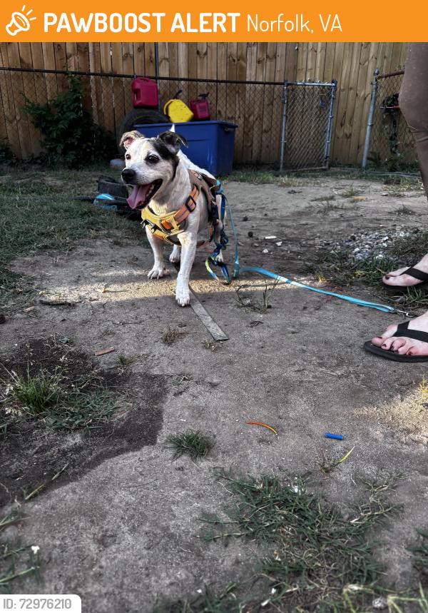 Found/Stray Male Dog last seen Northside Middle School, Norfolk, VA 23503