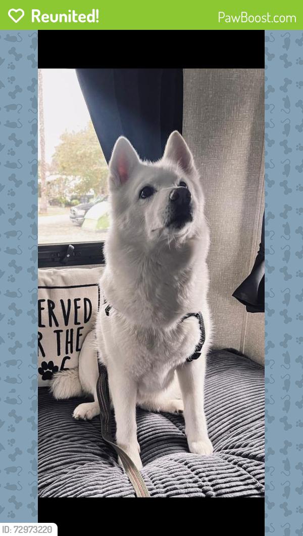 Reunited Female Dog last seen Near Martin Luther King Jr Blvd, Sacramento, CA 95820, USA, Sacramento, CA 95820