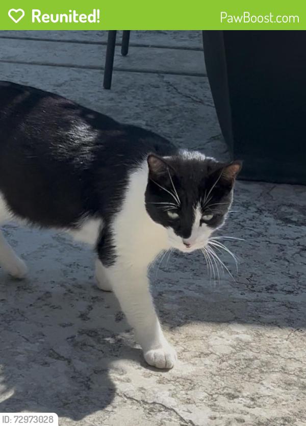 Reunited Unknown Cat last seen Spotted pony lane, Rocklin, CA 95765