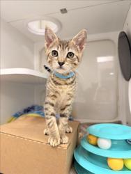 Shelter Stray Male Cat last seen DIXON, Hayward, CA 94544