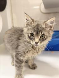 Shelter Stray Male Cat last seen C ST/MYRTLE, Hayward, CA 94544