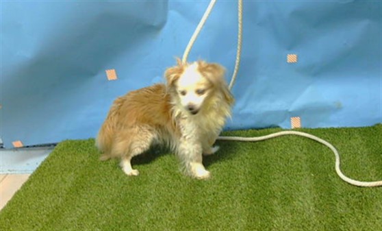Shelter Stray Male Dog last seen , Gardena, CA 90248