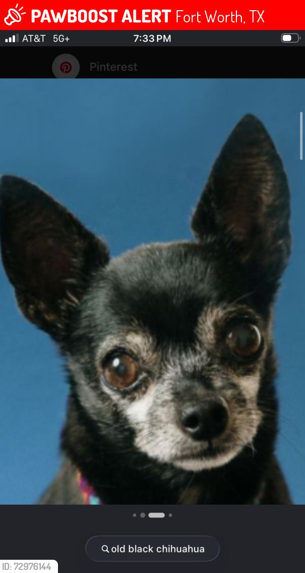 Lost Male Dog last seen Fort worth Heathrow court , Fort Worth, TX 76123
