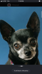 Lost Male Dog last seen Fort worth Heathrow court , Fort Worth, TX 76123