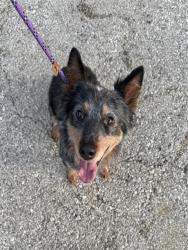 Shelter Stray Male Dog last seen ST CHARLES CO, 4850 Mid Rivers Mall Dr, St Peters, MO 63376, USA