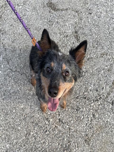 Shelter Stray Male Dog last seen ST CHARLES CO, 4850 Mid Rivers Mall Dr, St Peters, MO 63376, USA