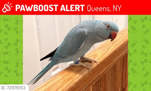 Lost Female Bird last seen 221st St & Murdock Ave area, Queens, NY, Queens, NY 11429