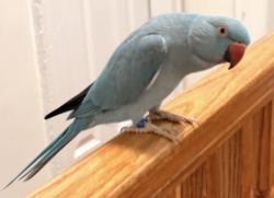 Lost Female Bird last seen 221st St & Murdock Ave area, Queens, NY, Queens, NY 11429