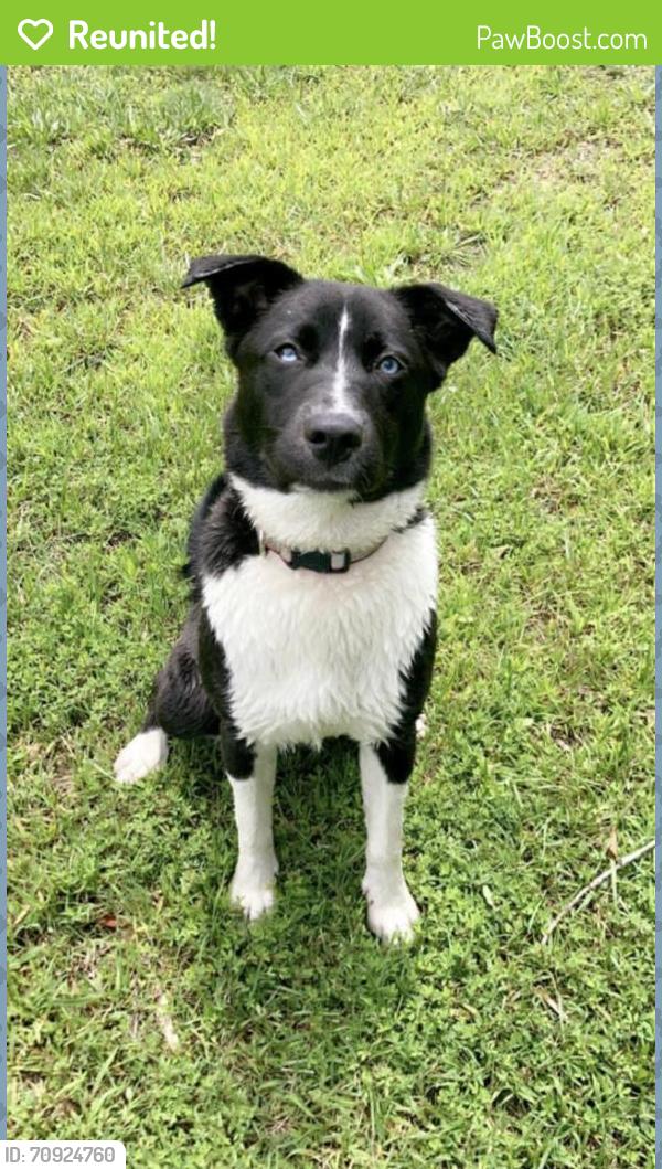 Reunited Female Dog last seen Skipwith Road & Reed Lane, Mecklenburg County, VA 23917