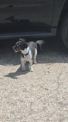 Reunited Male Dog last seen Near E 52nd st and Dustin Dr, Indianapolis, IN 46226
