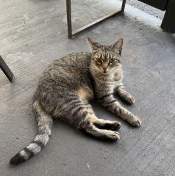 Found/Stray Female Cat last seen Due West Ave , Nashville, TN 37115