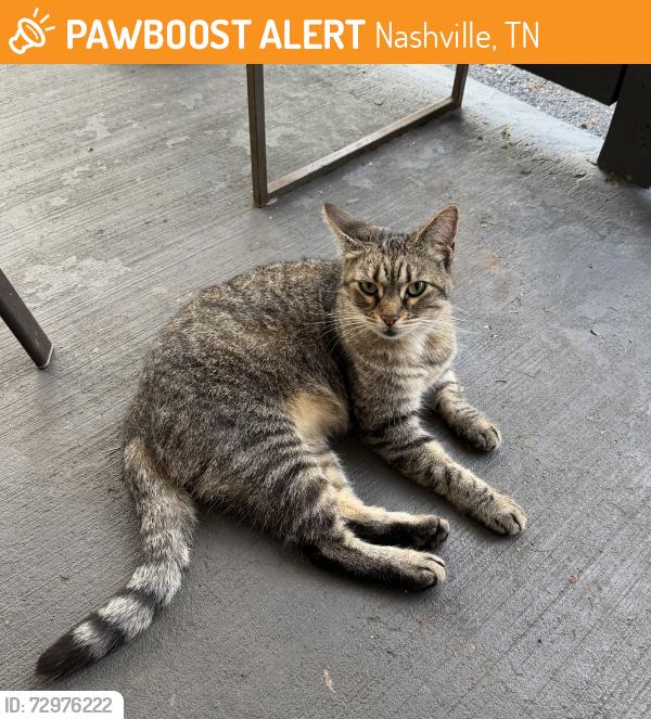 Found/Stray Female Cat last seen Due West Ave , Nashville, TN 37115