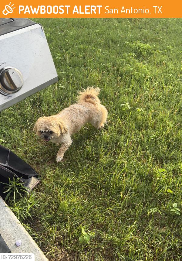 Found/Stray Male Dog last seen Cuban emerald, San Antonio, TX 78253