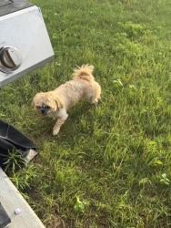 Found/Stray Male Dog last seen Cuban emerald, San Antonio, TX 78253