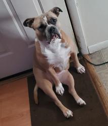 Reunited Female Dog last seen Oak Terrace and Weston, Royal Pines, NC 28704