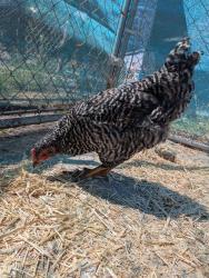 Shelter Stray Female Bird last seen , Camarillo, CA 93010
