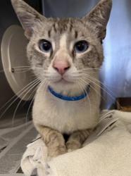 Shelter Stray Male Cat last seen Near BLK MARTIN LUTHER KING JR, LONG BEACH, CA, 7700 E Spring St, Long Beach, CA 90815, USA