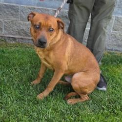Shelter Stray Male Dog last seen Near BLOCK BLCK SANTA FE AVE, LONG BEACH, CA 90810, Long Beach, CA 90815