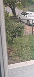 Found/Stray Female Dog last seen Near two notch road.on my property, Greenville, SC 29605
