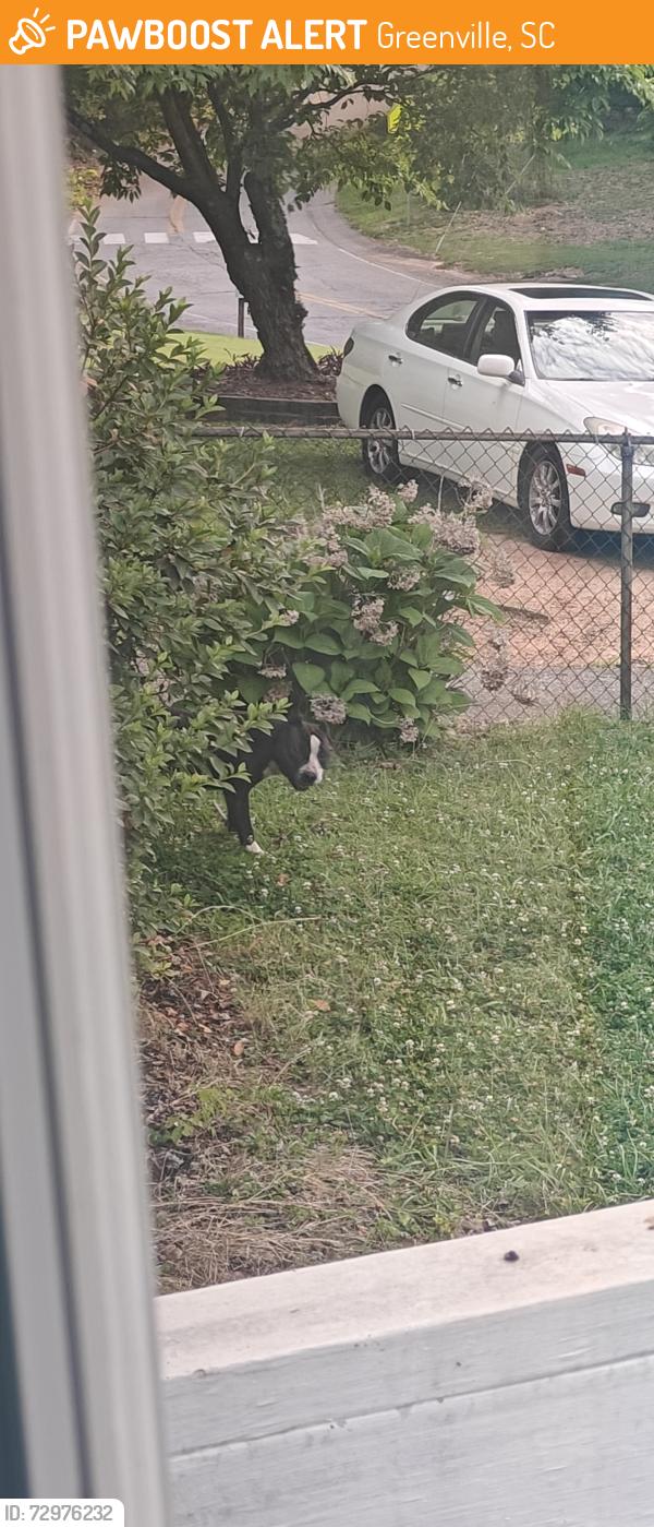Found/Stray Female Dog last seen Near two notch road.on my property, Greenville, SC 29605