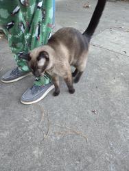 Reunited Unknown Cat last seen Near Deaver & Hackberry, Hope Mills, NC 28348