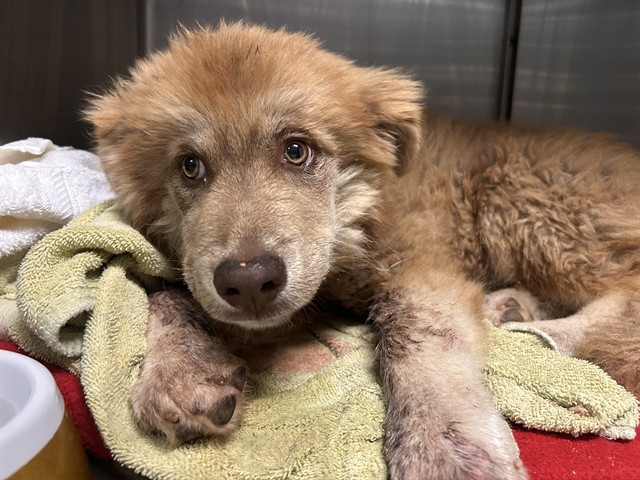 Shelter Stray Male Dog last seen CAJALCO RD /EL SOBRANTE ROAD, LAKE MATHEWS CA, 6851 Van Buren Boulevard, Jurupa Valley, CA 92509, USA