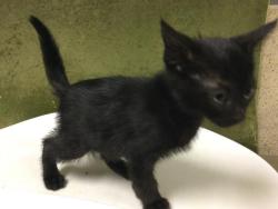 Shelter Stray Male Cat last seen 48TH ST & MARLATT ST, 6851 Van Buren Boulevard, Jurupa Valley, CA 92509, USA