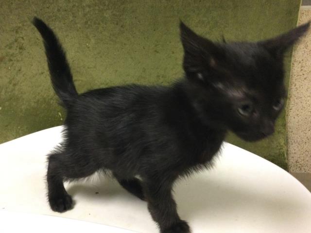 Shelter Stray Male Cat last seen 48TH ST & MARLATT ST, 6851 Van Buren Boulevard, Jurupa Valley, CA 92509, USA