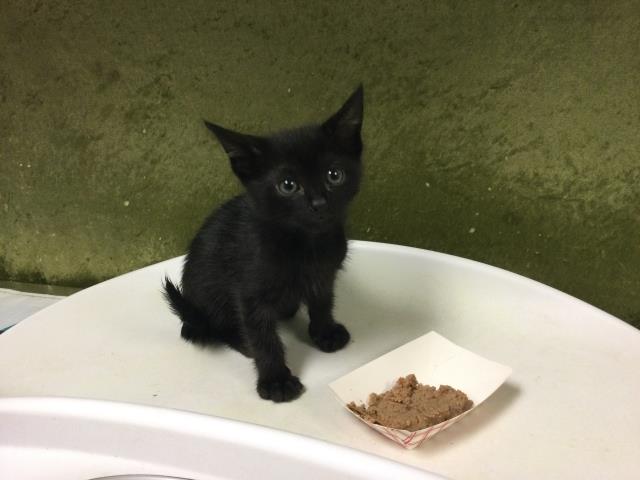 Shelter Stray Male Cat last seen 48TH ST & MARLATT ST, 6851 Van Buren Boulevard, Jurupa Valley, CA 92509, USA