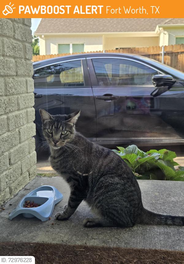 Found/Stray Female Cat last seen W 4th street and Montgomery street, Fort Worth, TX 76107