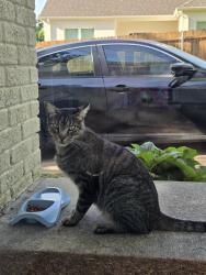 Found/Stray Female Cat last seen W 4th street and Montgomery street, Fort Worth, TX 76107