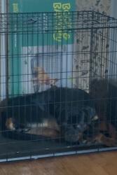 Reunited Male Dog last seen Upper Marlboro, MD 20772, USA, Upper Marlboro, MD 20772