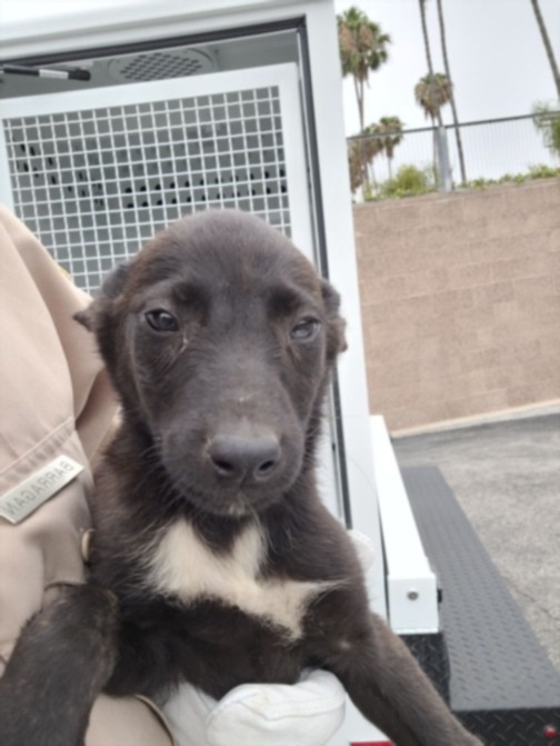 Shelter Stray Female Dog last seen , 957 N Gaffey St, San Pedro, CA 90731, USA
