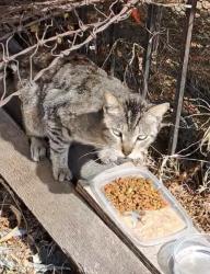 Found/Stray Male Cat last seen New Hampshire and 1st st, Los Angeles, CA 90029