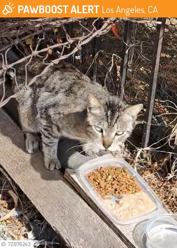 Found/Stray Male Cat last seen New Hampshire and 1st st, Los Angeles, CA 90029