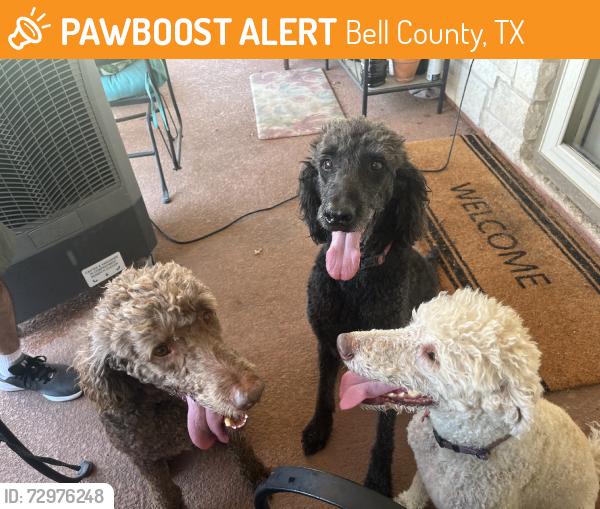 Found/Stray Male Dog last seen Little Trimmier, Bell County, TX 76542