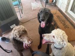 Found/Stray Male Dog last seen Little Trimmier, Bell County, TX 76542