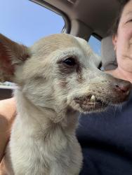 Reunited Male Dog last seen Tapiro and Golden Stars, Sacramento, CA 95829