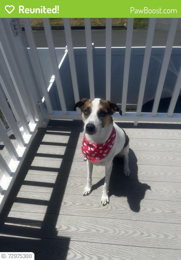 Reunited Male Dog last seen Broadway & Stockton, Chelsea, MA 02150