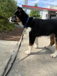 Found/Stray Male Dog last seen eastside wash hse, lexington rd, athens ga, Athens, GA 30605