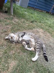 Found/Stray Male Cat last seen W Magnolia and S Whitcomb, Fort Collins, CO 80521