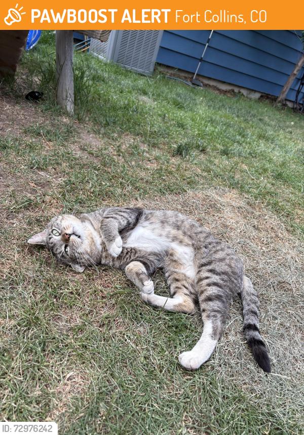 Found/Stray Male Cat last seen W Magnolia and S Whitcomb, Fort Collins, CO 80521