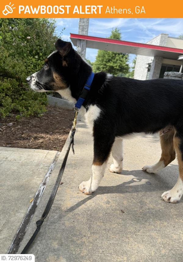 Found/Stray Male Dog last seen eastside wash hse, lexington rd, athens ga, Athens, GA 30605