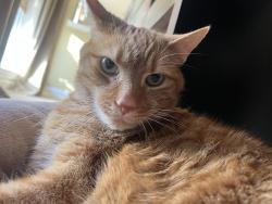 Reunited Male Cat last seen Near Highview Trail Pl Broadlands, Broadlands, VA 20148