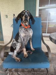 Reunited Female Dog last seen Near Co Rd 755, Webster, FL 33597, USA, Webster, FL 33597