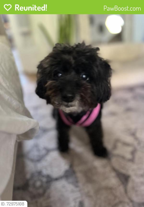 Reunited Female Dog last seen 6th Street, Los Angeles, CA 90291